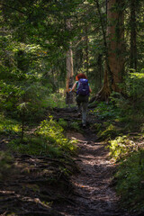 Hiker woman walking forest trail