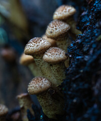 Fototapeta premium Honey fungus cluster on wood