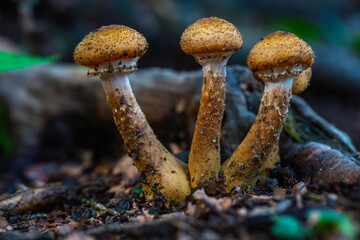 Honey fungus cluster on wood
