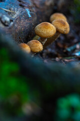 Honey fungus cluster on wood