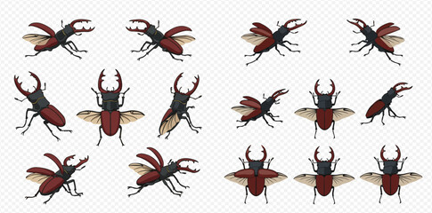 Illustration of stag beetles in various poses with wings open and closed.