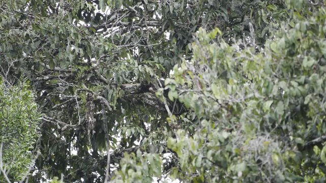 Wild Spider monkey in the tree tops