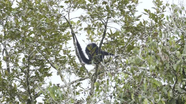 Spider Monkey sitting at the very top of the canopy