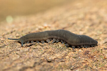 A Stunning Polychrome Velvet Worm (Peripatopsis polychroma). A Rare Evolutionary Invertebrate on Dead Wood