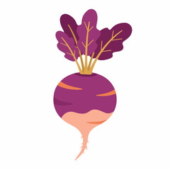 Simple Flat Illustration Fresh Ripe Beet Root Vegetable Ingredient Icon