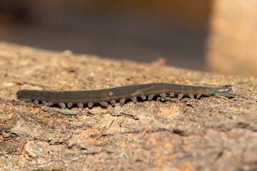 A Stunning Polychrome Velvet Worm (Peripatopsis polychroma). A Rare Evolutionary Invertebrate on Dead Wood