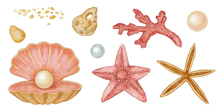 Seashell with pearl and starfish set in watercolor illustration. Pink red coral with sandy stone detail in hand drawn pencil sketch style. Great for marine summer print or card and coastal projects.