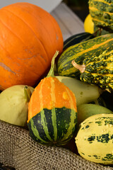 カラフルなおもちゃかぼちゃ