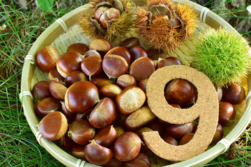栗と9月イメージ