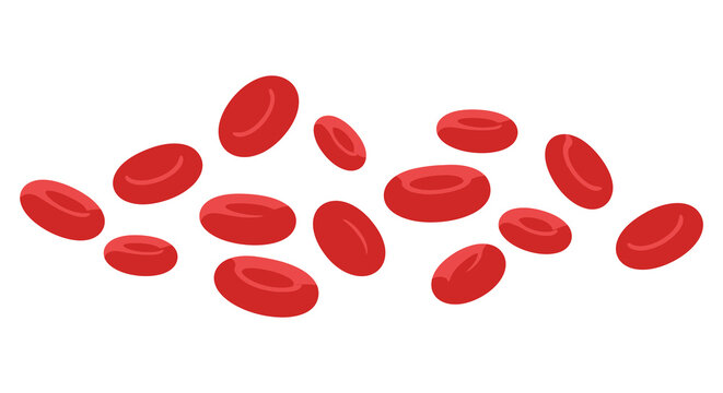 Illustration of several red blood cells scattered on a white background