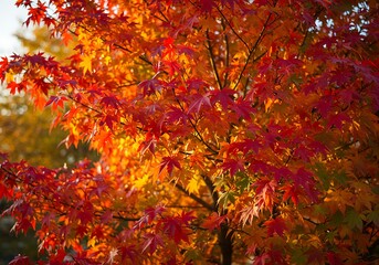 Crimson Canopy's Embrace