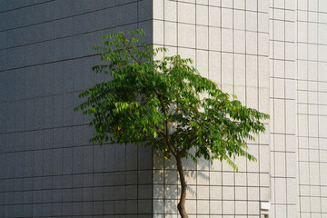 A solitary green tree thrives against a textured concrete wall casting a shadow and creating a striking contrast