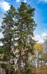 pine trees in the woods