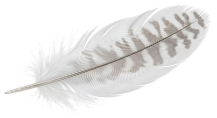 Delicate white feather with intricate patterns on black background