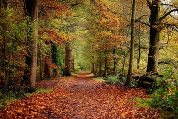Forest path covered with colorful autumn leaves