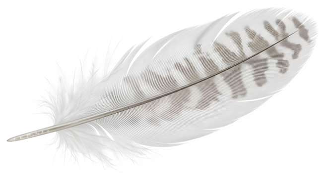 Delicate white feather with intricate patterns on black background