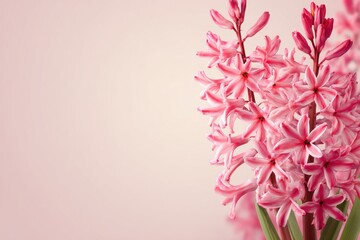 Naklejka premium A cluster of vibrant pink hyacinths in soft focus against a pale, pastel background.