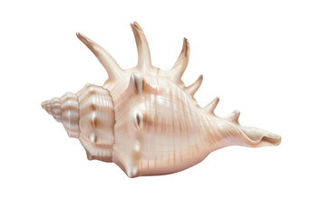 Murex Ramosus seashell isolated PNG, spiny sea snail conch with spikes on transparent background for marine life and summer themes