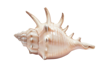 Murex Ramosus seashell isolated PNG, spiny sea snail conch with spikes on transparent background for marine life and summer themes