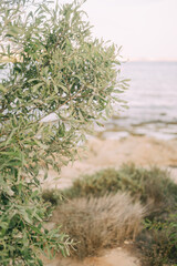 Traveling around Cyprus, beach landscapes and nature