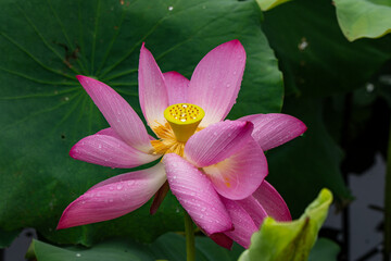 View of vibrant pink lotus flower with dew-kissed petals and golden center, framed by lush green leaves, stands as a symbol of serenity, Kun Ming Shi, China.