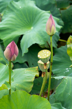 View of vibrant pink lotus buds and seed heads rise amidst a sea of lush green lily pads, a tableau of natural beauty, Kun Ming Shi, China.