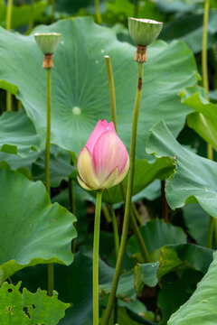 View of a pink lotus bud rises gracefully amidst a sea of verdant lily pads, with the seed heads, in Shi Lin Zhong Lu, Kun Ming Shi, China.
