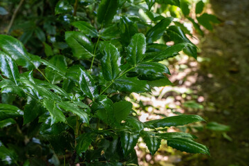 Close-up of lush, vibrant green foliage Mahonia aquifolium or Oregon grape in sunlit forest, showcasing intricate details and natural beauty of leaves. Selective focus. Nature-inspired design concept