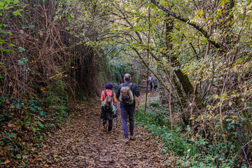 Obraz premium Group of people hiking on a natural trail covered with fallen leaves through a dense forest, enjoying outdoor activity and exploring nature during the autumn season