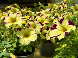 Crazytunia petunia flowers yellow purple petals.