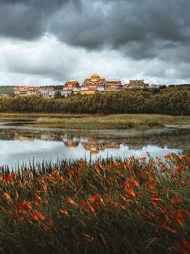 View of a golden-roofed temple complex mirrored in tranquil waters under a brooding sky, framed by vibrant orange reeds, Di Qing Zang Zu Zi Zhi Zhou, Yun Nan Sheng, China.