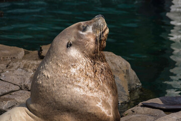 Sunlit Sea Lion Resting on the Rocks