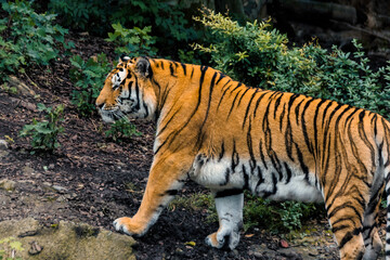 Endangered Elegance: Tiger walking in Captivity
