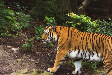 Endangered Elegance: Bengal Tiger walking in Captivity