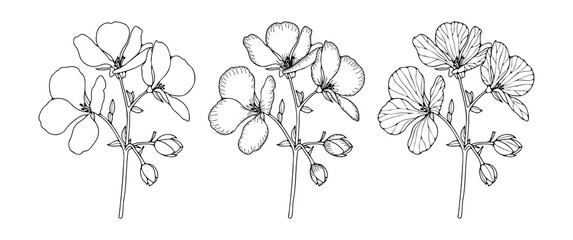 Geranium flower sketch isolated on white background. Hand-drawn floral illustration, outline of geranium branches.