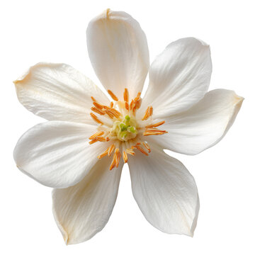 fresh champaca flower on transparent png background