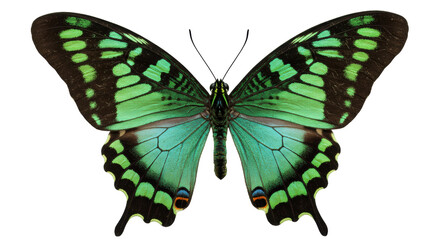 Green-banded swallowtail butterfly isolated PNG, vibrant tropical insect with intricate wing patterns on transparent background