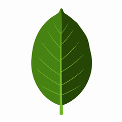Obraz premium Simple Flat Green Tree Leaf with Veins Isolated Illustration