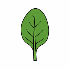 Flat Illustration of Fresh Green Spinach Leaf Organic Vegetable