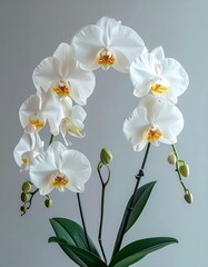Obraz premium Elegant curve of white orchids with yellow centers and green stems