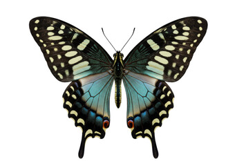 Beautiful blue and black butterfly isolated on transparent background, tropical insect with intricate wing patterns for nature designs PNG