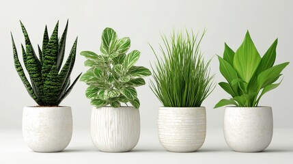 Fototapeta premium Four Distinct Small Potted Houseplants (in White Textured Pots) on a Plain White Background: Showcasing Diverse Foliage and Growth Patterns