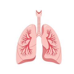 Anatomical Illustration of Human Lungs with Trachea and Bronchial Tree