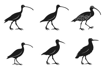 Minimalist curlew bird icon set with color variations