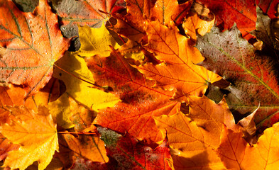 Autumn leaves of maple trees. Autumn fall leaves in sunlight. Natural autumn background. Autumnal fall background. Foliage, falling leaves background. Autumn leaf. Falling leaves background.