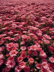 Field of blooming pink chrysanthemums in vibrant floral landscape