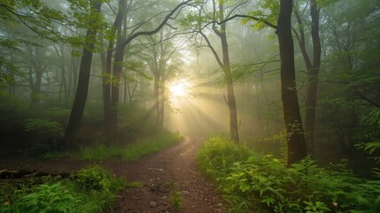 Obraz premium morning in the forest, misty morning in the forest
