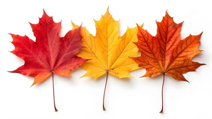 Fototapeta premium autumn maple leaf
