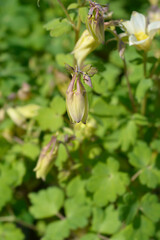 Columbine yellow flower - Latin name - Aquilegia hybrida Spring Magic Yellow