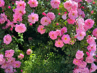 Obraz premium Roses beautiful climbing shrub pink flowers in the garden.